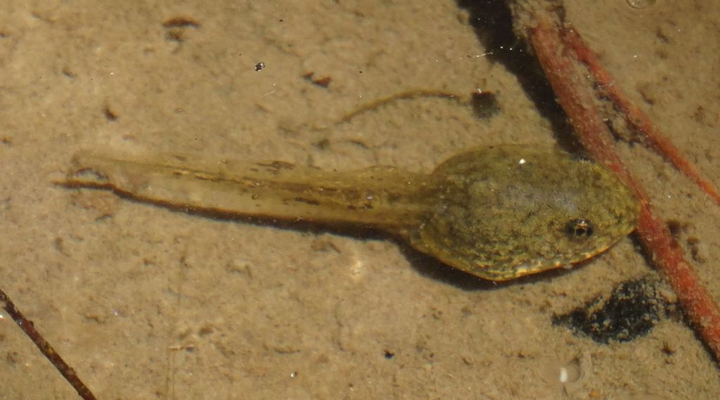 Ululone? Pelophylax sp., girini